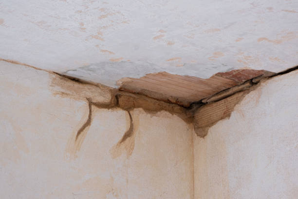 Best Local water damage restoration  in Zelienople, PA