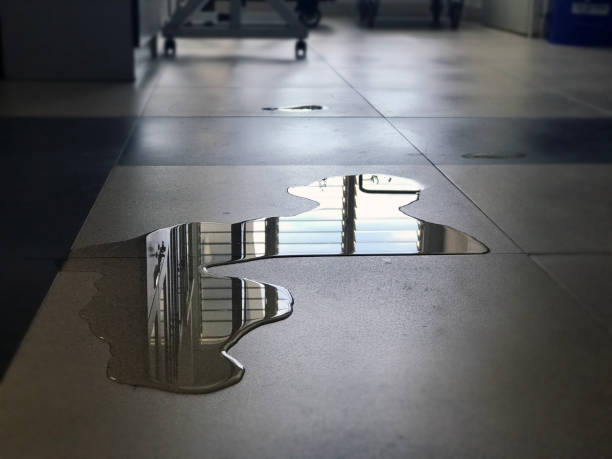 Best Water damage contractors near me  in Zelienople, PA